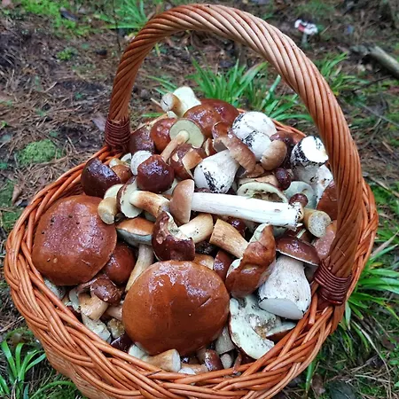 Siedlisko Konradowka * Olecko